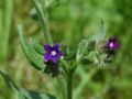 Anchusa officinalis